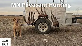 MN Pheasant Hunting 2023 EP. 9