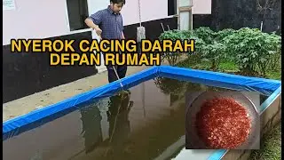 ADA CACING DARAH DIKOLAM KUTIR