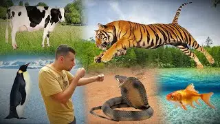 Which Of These Animals Could You Defeat 1vs1 - Part 3