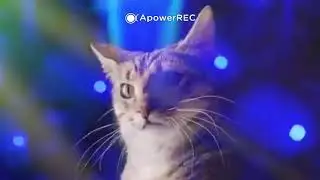 Дискотека котов! Cat Music