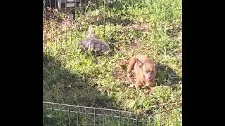 Tiny Chihuahua and Turtle friends
