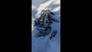 Мурзинка
