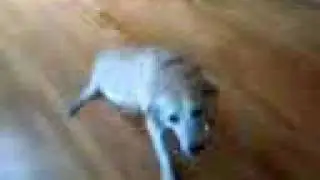fat dog cant roll over