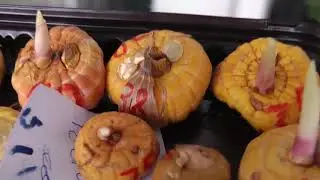 луковицы гладиолусов проросли корни