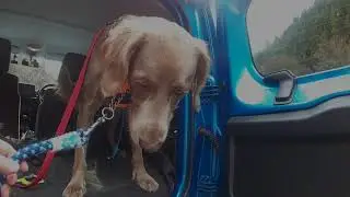 愛犬と奥多摩三山の一つ三頭山に登ってみた