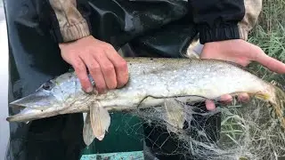 ОСЕНИЙ ЩУЧИЙ ЖОР!ЩУКА БЕЗ ХВОСТА!