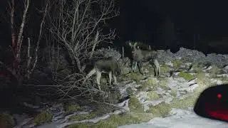 I met two moose at night