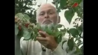 Everbearing Raspberry: Planting, Cultivation, and Care