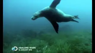 Trailer Abalone Wars Discovery Channel January Highlight