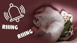 How to wake your hamster up?