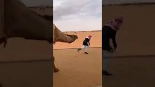 How do camels take revenge?