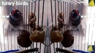 تعرف على أكثر فاكهة مفيدة تنفع  للحسون وقت التجهيز