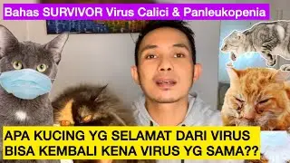 APA KUCING YANG SEMBUH DARI VIRUS BISA KEMBALI KENA VIRUS ?? - Virus Calici & Virus Panleukopenia