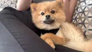 Pomeranian puppy