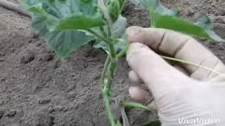 Секрет большого урожая огурцов,  2 часть