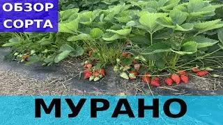 Обзор сорта Мурано.