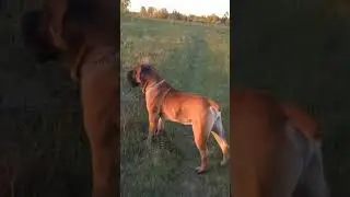 Войсы Вельда Коломбо и Килиманджаро