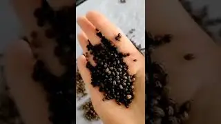 How to Use Papaya Seeds | Superfoods 