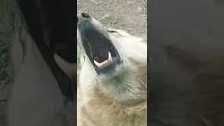 Wuthering Waves как конкурент 