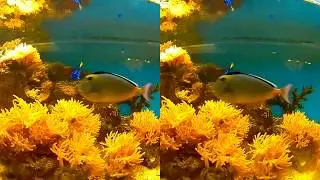 First test of 3D stream to YouTube from StereoPi and 4G modem