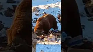 ОГРОМНЫЙ МЕДВЕДЬ РОЕТСЯ В МУСОРЕ