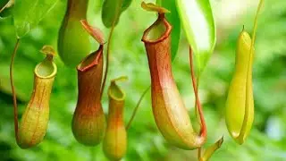 10 PLANTS THAT EATS ANIMALS | कीड़े खाने वाले पौधे | Carnivorous Plants in the World in Hindi