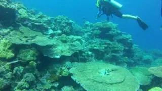 Table top coral and Jena
