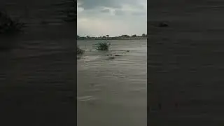 Sindh river in my village #sindhnadi #madikhedadam