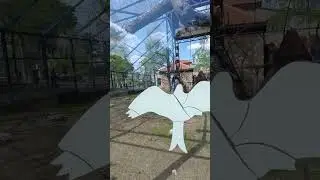 Kengurumi shu?