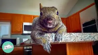 Woman Rescued Abandoned Squirrel, Now He Runs The House | Cuddle Buddies