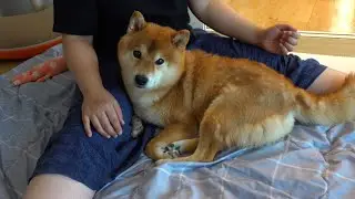 ママ助けて‥柴犬ハチは苦手な雷で久々にこうなりました。。
