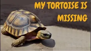 My Tortoise is Missing: What to Do and How to Find Your Lost Pet