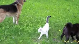 Кот ,,Жора,, любит гулять с собаками.