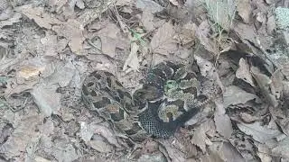 Fine timber rattlesnake on a hot July morning in Kentucky - 27 July 2024