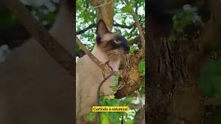 Curtindo a natureza! #shorts #cats #gatos #amorporgatos #amamosgatos #amogatos #catlover #yourcat