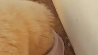Um pouco da Rotina da Chow parte: 3