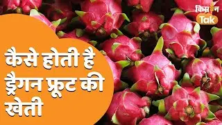 Bihar के इस जिले में होती है Dragon Fruit की खेती, जानिए कैसे करते है? | Kisan Tak #dragonfruit