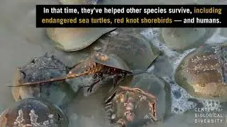 Fighting for Horseshoe Crab Mass Beach Orgies