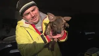Поросята Дюрок Пьетрен Кантор,сколько уже съели пьетрены