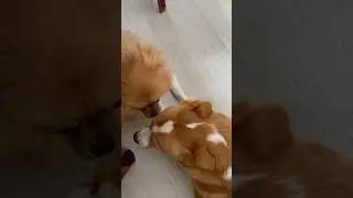 #друзья #любовь смотри нас на Дзен @Бурские кулинары