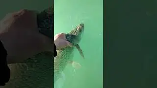 asp release