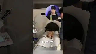 A dog with a horn on his head😳 