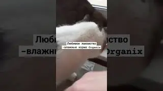 #домашнийприютмилосердие