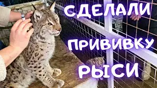 Прививка для рыси: раз, и всё😸