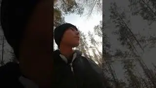 Зашёл в лес и увидел много поваленых деревьев но было очень сильно жутко в лесу