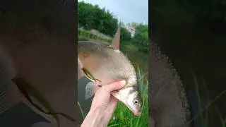 Дикий Жор у Леща #fishing #рыбалка #shortvideo #карп #сазан #карась #карпфишинг #лещ