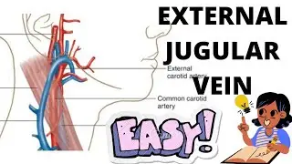 EXTERNAL JUGULAR VEIN (EJV) | IMPORTANT FOR EXAMS!! [Short note]