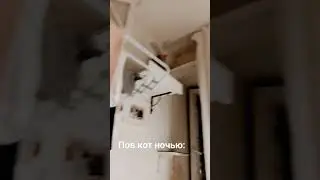 плов кот ночью 