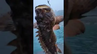 Ну это прям удовольствие. Трофей черного моря. Рыбалка в Ялте.