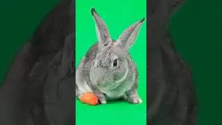 Rabbit carrot eating green screen animation background  